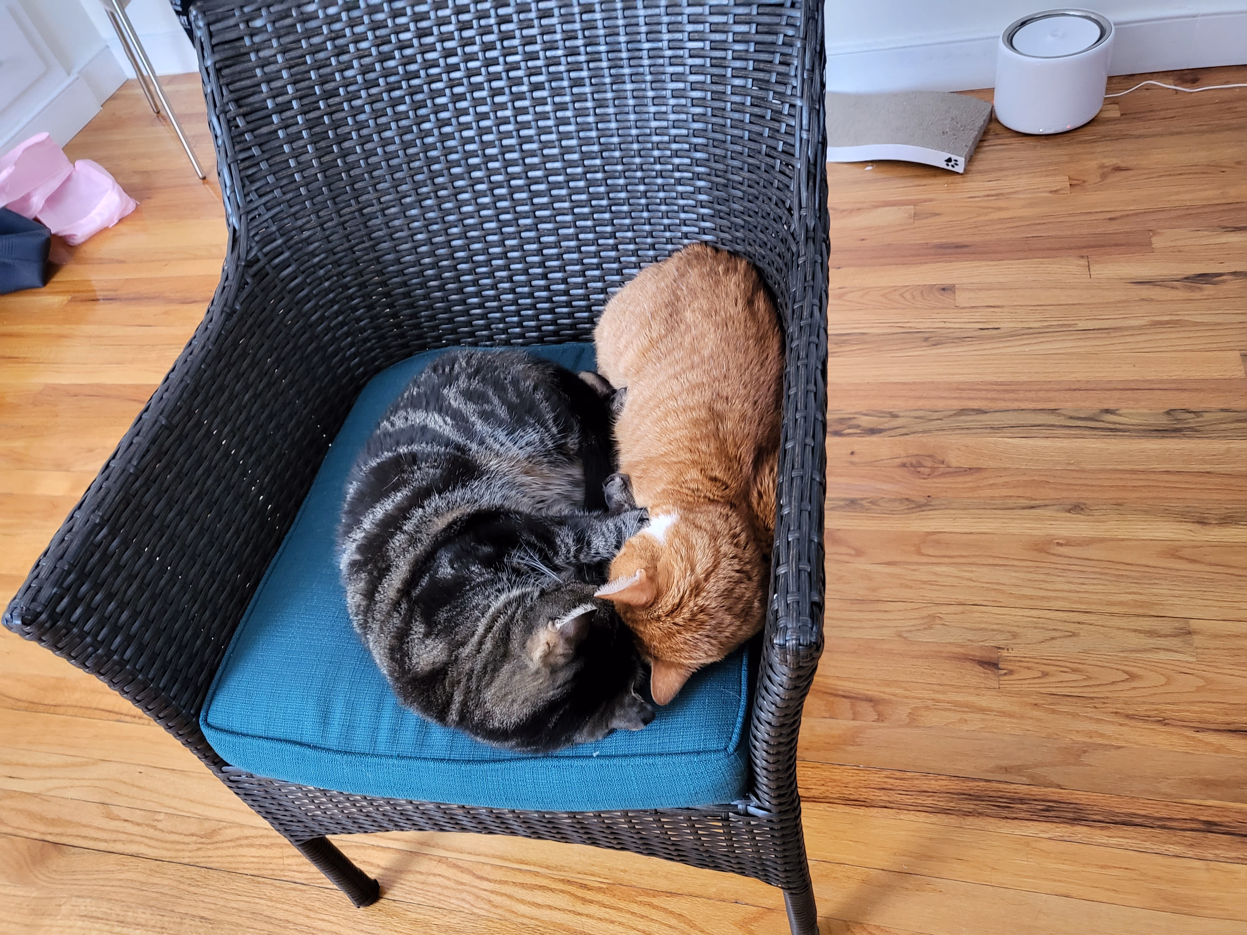 Couch nap