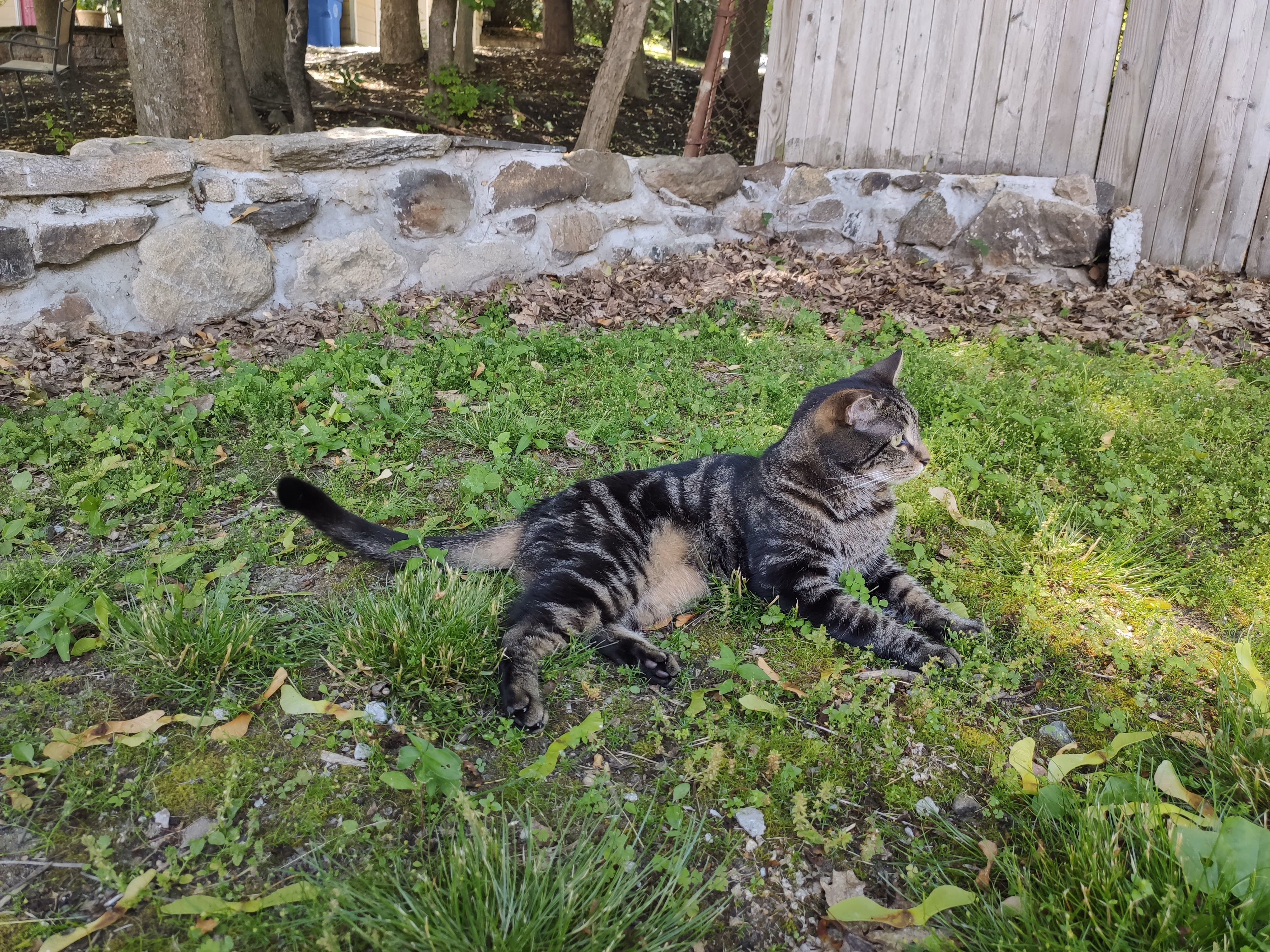 Kitten days