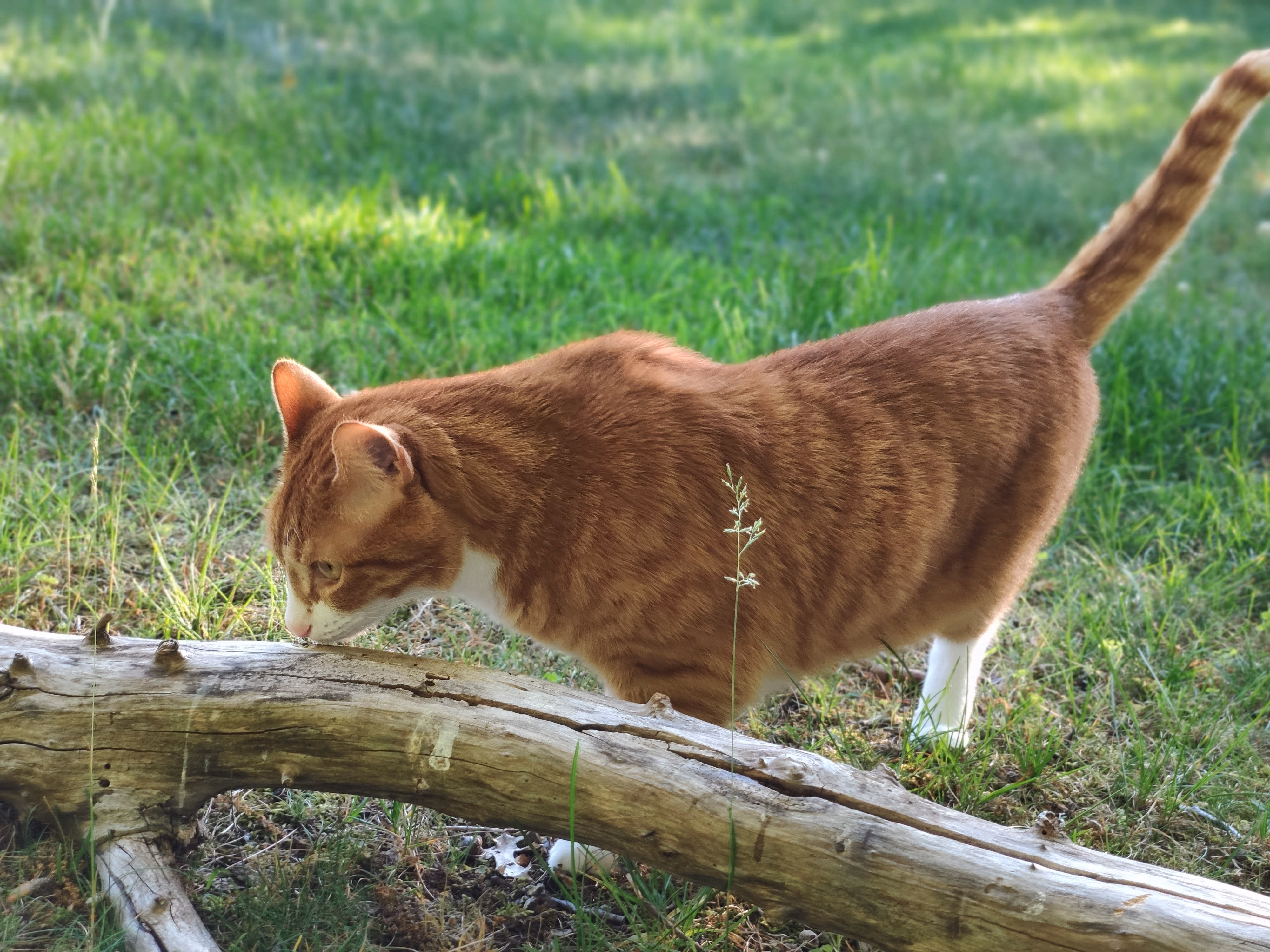 Pingping the black tabby