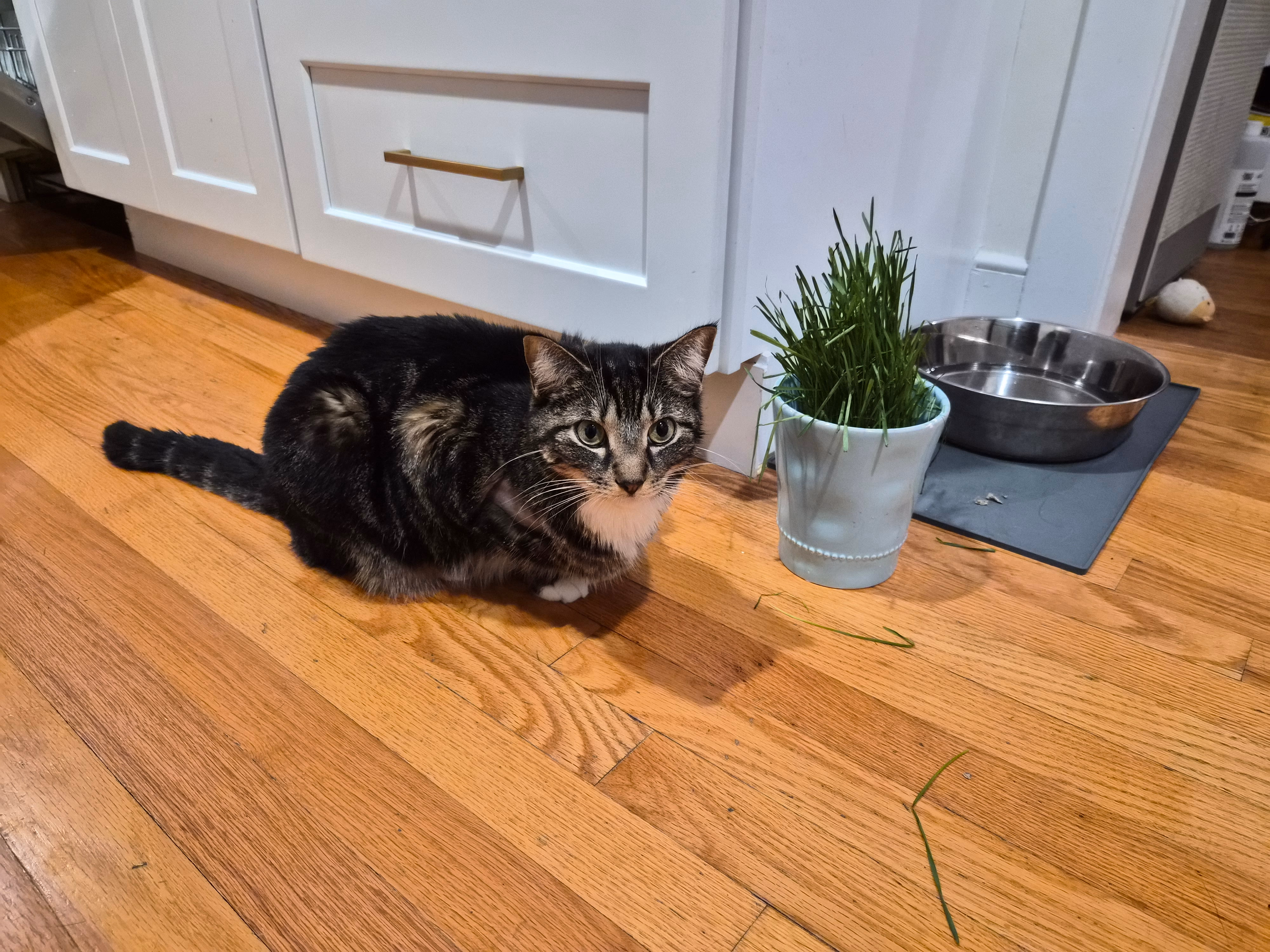 Coco by the kitchen, next to her cat grass