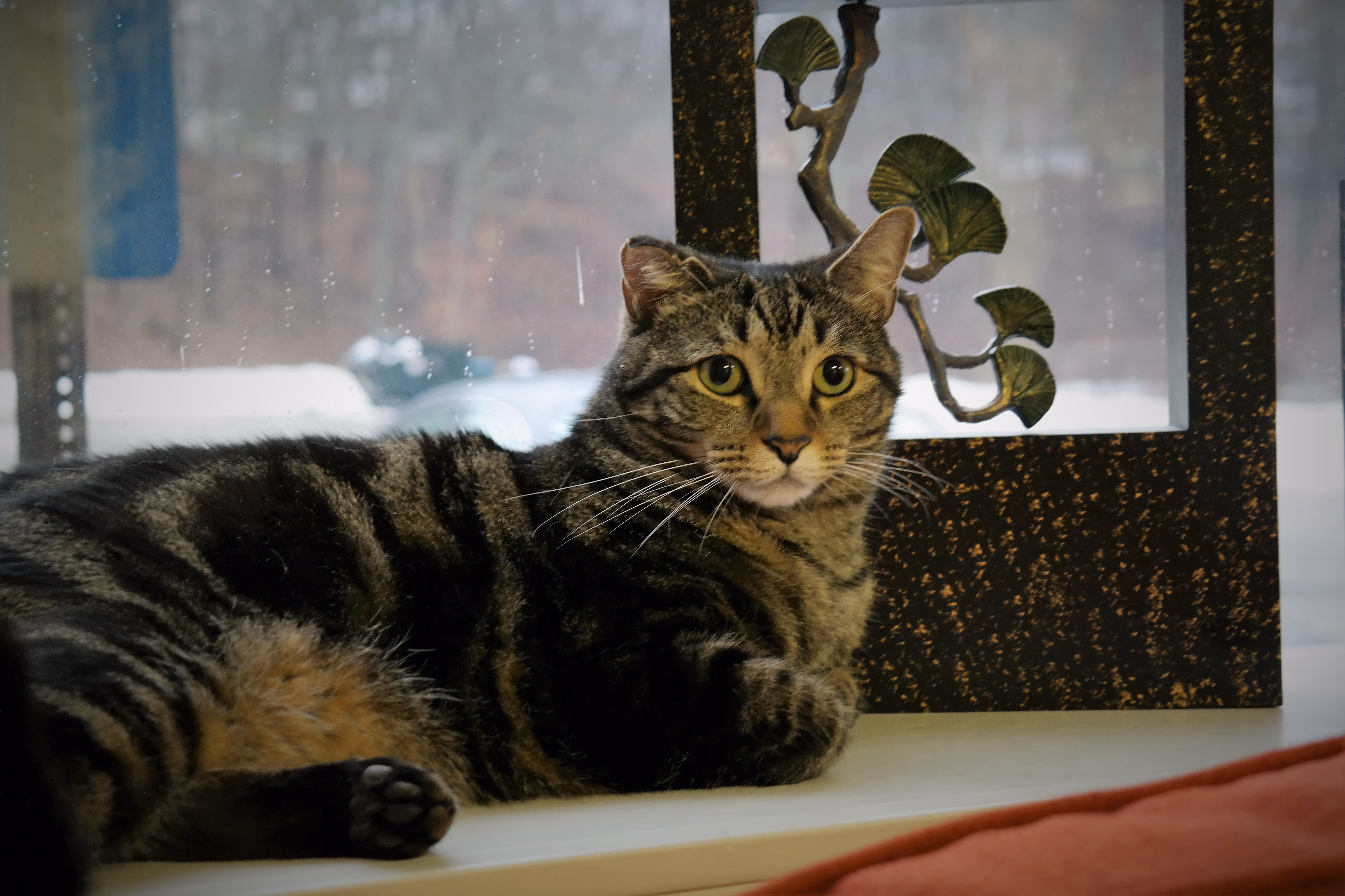 Henry the orange tabby